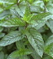 spearmint.bmp