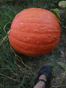 pumpkin