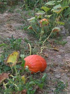 my pumpkins!