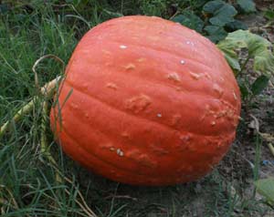 pumpkin