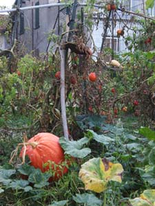 pumpkin