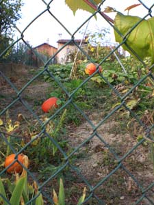 pumpkin