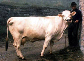 Razza Modenese